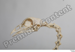  Chicken skeleton 